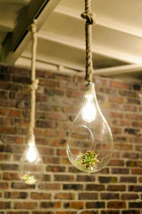 スワン電器　植物が中に見えるボタニック ハンギング ライト