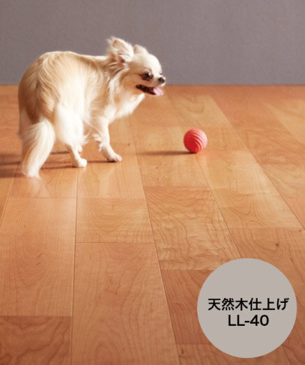 朝日ウッドテック　Live Natural ネダレス145 for Dog