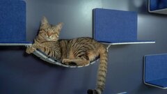 LIXIL、愛猫家のための新パーツ