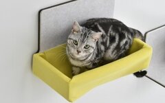 LIXIL、「猫壁」にハンモックを追加
