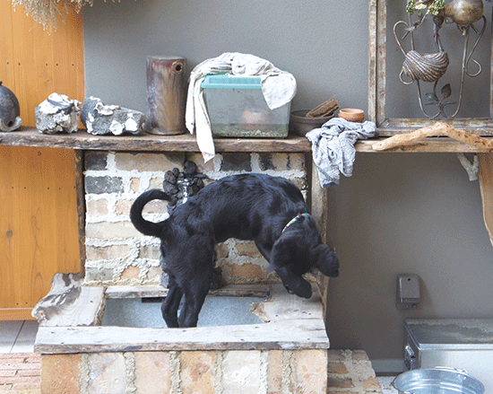 犬の体型に合わせた大型の屋外の洗い場