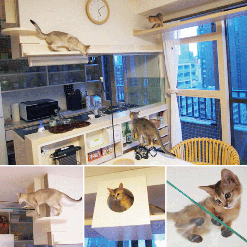 複数の猫が思う存分動きまわっている
