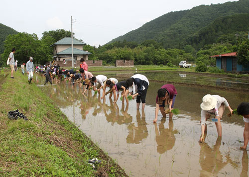 田植え研修の様子