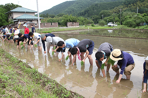 一列に並んで田植え