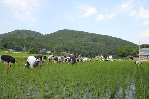 夏の草取りの様子