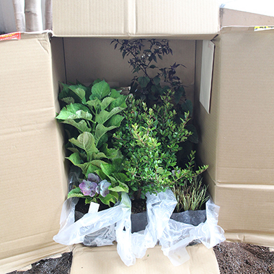 生産元から宅配便で届く植栽セット