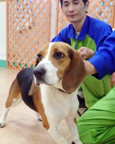 アサンテ　シロアリ探知犬「ビート」