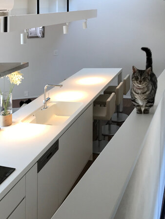 愛犬家住宅　キャットウォークを配置したプランを提供