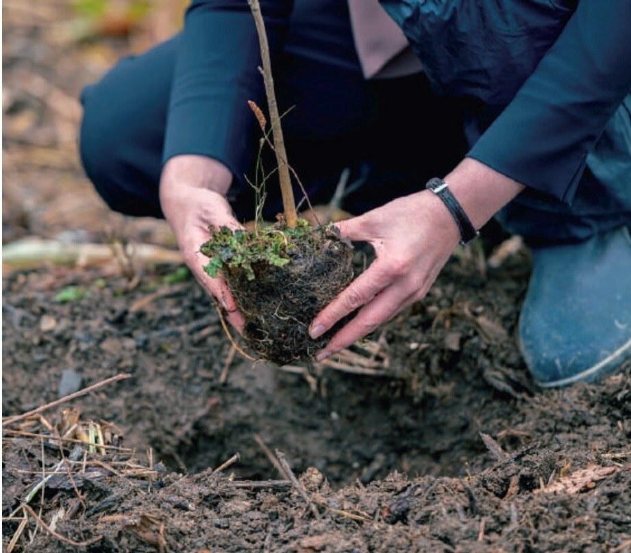 ニッシンイクス　使用された木材と同じ量を植樹