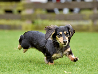 ダックスフンド。地面の穴に住むアナグマやウサギの猟犬として飼われていた