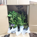 植物の通信販売サイト「Saite360」　ユニマットリック