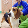 アサンテ、シロアリ探知犬デビュー