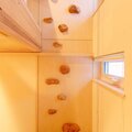 ボルタリング×木材　インテリア性も高いクライミングホールド販売
