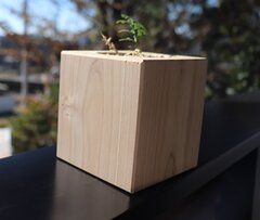 東陽住建、ひのきの苗木を販売　室内緑化につなげる