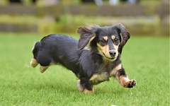 ペットも家族も満足するペットリフォームの提案術～外構設計編～